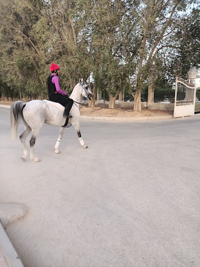 Al Naif Stud مربط النايف - Qatar|Abū Nakẖlah|58W6+7X4
