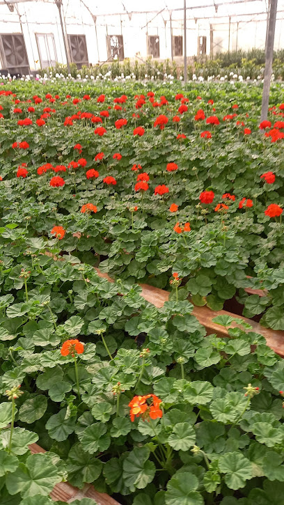 Al Suliateen Group - Qatar|Doha|Al Sulaiteen Agricultural 9999