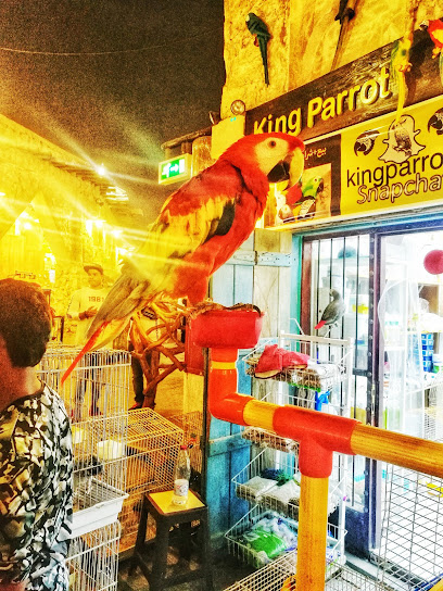 king parrot - Qatar|Doha|7GQM+J7H