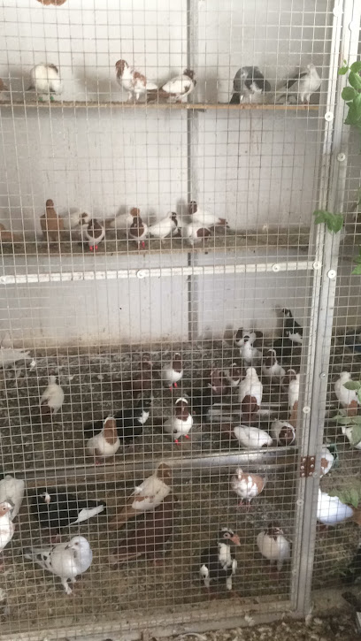 Akeed Coffee Pigeons - Qatar|Umm Ebairiya|F9JJ+6CQ