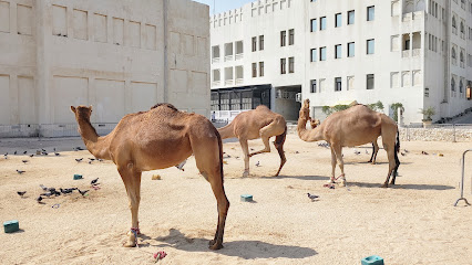 قلم الجمل -  -